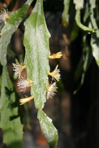 http://www.cloudjungle.com/CloudJungle/Cactaceae/Rhipsalis/Rhipsalis occidentalis detail.jpg
